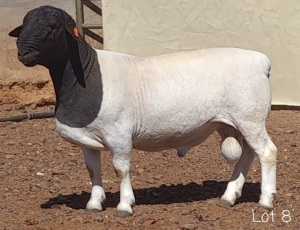 1X DORPER RAM MNR. LOUIS VAN RENSBURG