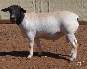 1X DORPER RAM MNR. C.C. VAN DEVENTER