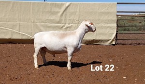 1X WIT DORPER RAM R.J. CAHI & SON CC