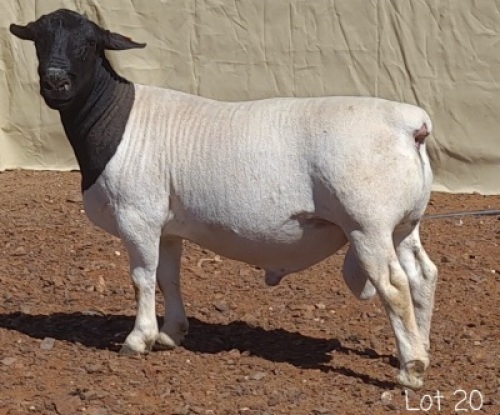 1X DORPER RAM MNR. LOUIS VAN RENSBURG