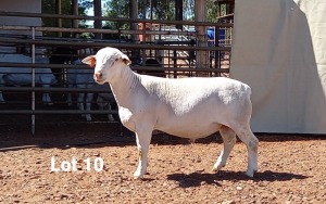 1X WIT DORPER RAM R.J. CAHI & SON CC