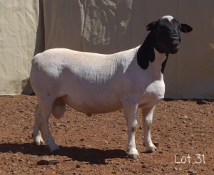 1X DORPER RAM MNR. C.C. VAN DEVENTER