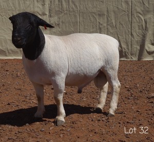 1X DORPER RAM MNR. LOUIS VAN RENSBURG