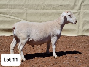 1X WIT DORPER RAM MNR. LOUIS J. VAN RENSBURG