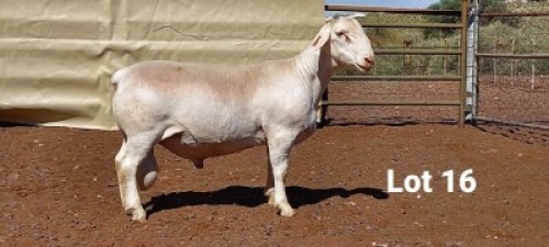 1X WIT DORPER RAM R.J. CAHI & SON CC