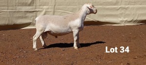 1X WIT DORPER RAM R.J. CAHI & SON CC