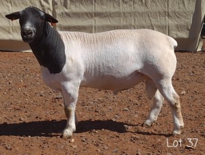 1X DORPER RAM MNR. C.C. VAN DEVENTER