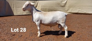 1X WIT DORPER RAM R.J. CAHI & SON CC