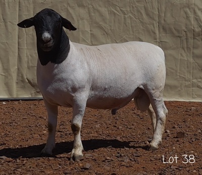 1X DORPER RAM MNR. LOUIS VAN RENSBURG