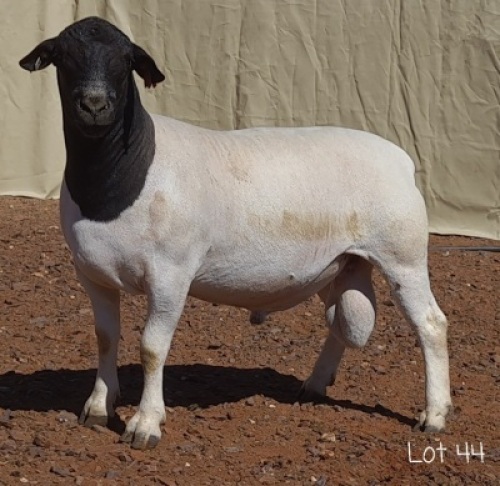 ONTTREK - 1X DORPER RAM MNR. LOUIS VAN RENSBURG