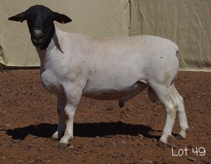 1X DORPER RAM MNR. C.C. VAN DEVENTER