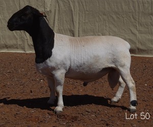 1X DORPER RAM MNR. LOUIS VAN RENSBURG