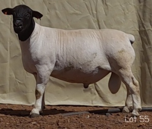 1X DORPER RAM MNR. C.C. VAN DEVENTER