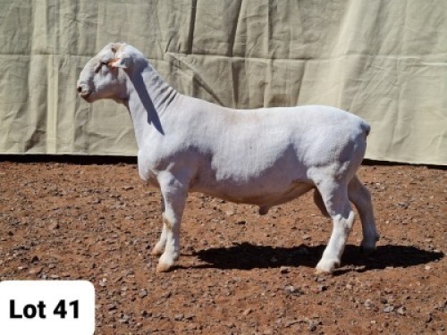 1X WIT DORPER RAM MNR. LOUIS J. VAN RENSBURG