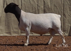 1X DORPER RAM MNR. LOUIS VAN RENSBURG