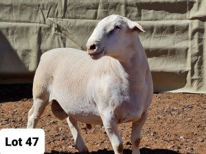 1X WIT DORPER RAM MNR. LOUIS J. VAN RENSBURG