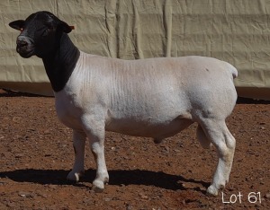 1X DORPER RAM MNR. C.C. VAN DEVENTER