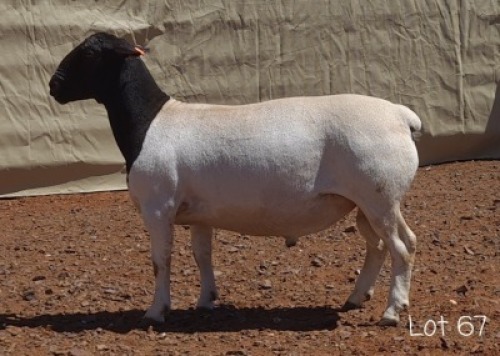 1X DORPER RAM MNR. C.C. VAN DEVENTER