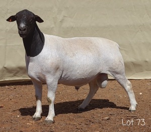 1X DORPER RAM MNR. C.C. VAN DEVENTER