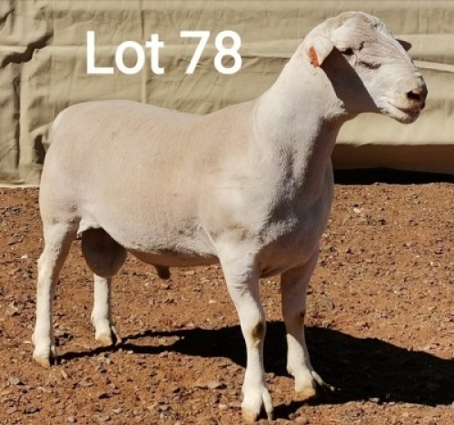 1X WIT DORPER RAM MNR. J.J. HUMAN