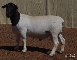 1X DORPER RAM MNR. LOUIS VAN RENSBURG