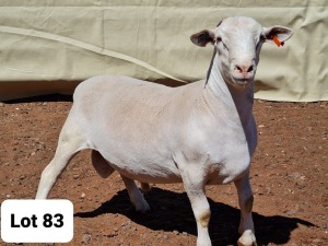 1X WIT DORPER RAM MNR. LOUIS J. VAN RENSBURG