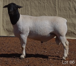 1X DORPER RAM MNR. LOUIS VAN RENSBURG