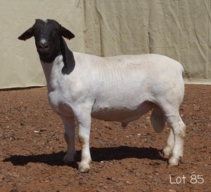 1X DORPER RAM MNR. C.C. VAN DEVENTER