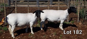 2X DORPER OOI/EWE MNR. LOUIS VAN RENSBURG (Per Piece to take the lot)