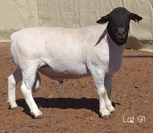 1X DORPER RAM MNR. LOUIS VAN RENSBURG