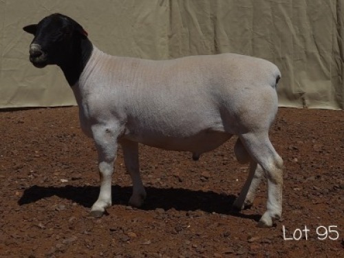 1X DORPER RAM MNR. LOUIS VAN RENSBURG