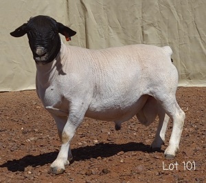 1X DORPER RAM MNR. LOUIS VAN RENSBURG