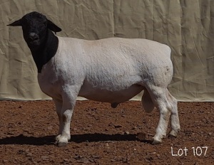 1X DORPER RAM MNR. LOUIS VAN RENSBURG