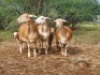 LOT 33 2X MEATMASTER OOI MET LAMMERS/EWE WITH LAMBS THABA MEATMASTERS(PER STUK OM LOT TE NEEM/PER PIECE TO TAKE THE LOT) - 3