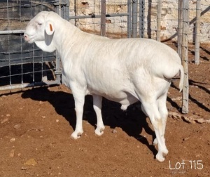 1X VAN ROOY RAM FLOCK ANEL LIEBENBERG