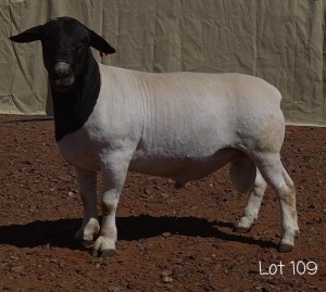 1X DORPER RAM MNR. LOUIS VAN RENSBURG