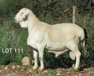 1X VAN ROOY RAM FLOCK MNR. LOUIS VAN RENSBURG