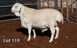 1X VAN ROOY RAM STUD MNR. LOUIS VAN RENSBURG