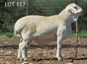 1X VAN ROOY RAM STUD MNR. LOUIS VAN RENSBURG