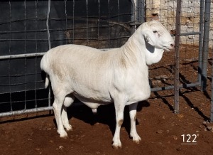 1X VAN ROOY RAM STUD MNR. LOUIS VAN RENSBURG