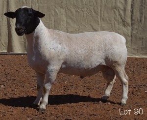 1X DORPER RAM MNR. C.C. VAN DEVENTER