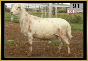 LOT 91 1X MEATMASTER RAM