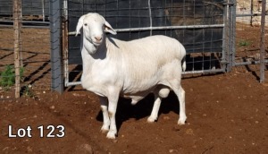 1X VAN ROOY RAM FLOCK MNR. LOUIS VAN RENSBURG