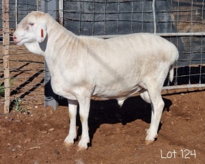 1X VAN ROOY RAM FLOCK ANEL LIEBENBERG