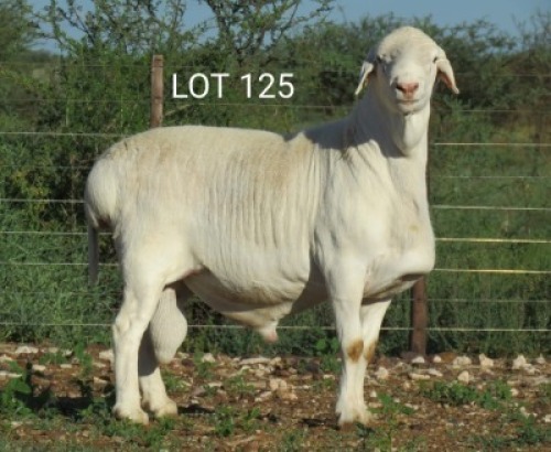 1X VAN ROOY RAM FLOCK MNR. LOUIS VAN RENSBURG