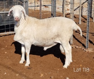 1X VAN ROOY RAM FLOCK ANEL LIEBENBERG