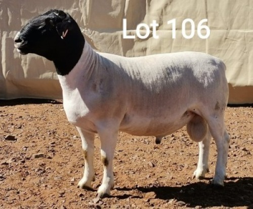 1X DORPER RAM MNR. H.G. HUMAN