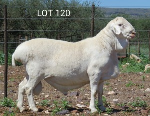 1X VAN ROOY RAM T5 MNR. LOUIS VAN RENSBURG