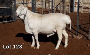 1X VAN ROOY RAM FLOCK MNR. LOUIS VAN RENSBURG