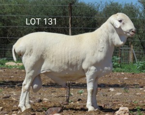 1X VAN ROOY RAM STUD MNR. LOUIS VAN RENSBURG